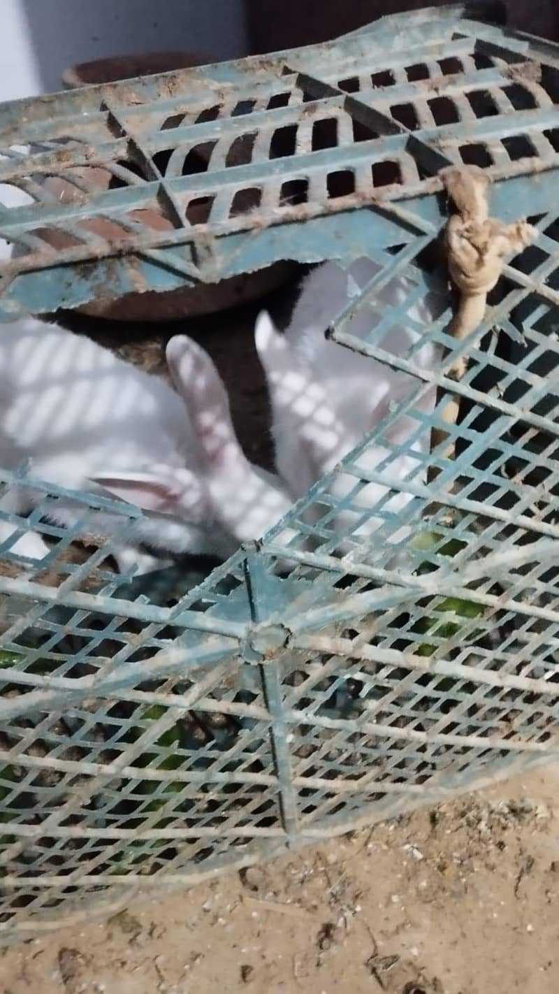 RABBIT PAIR AVAILABLE. 3