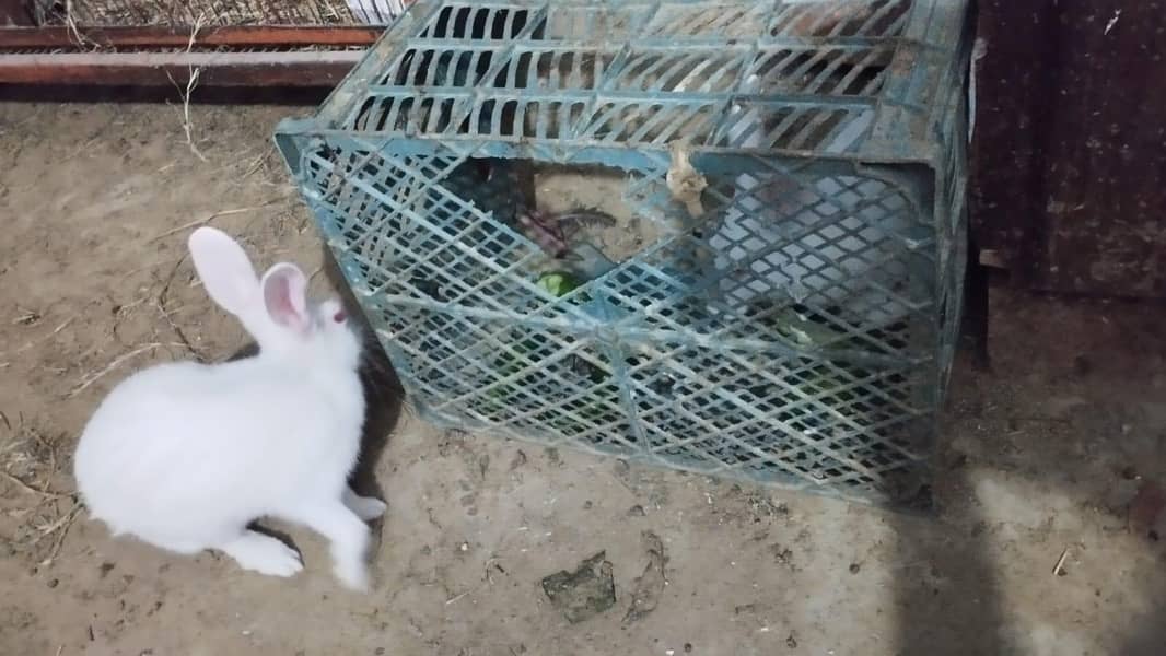 RABBIT PAIR AVAILABLE. 4