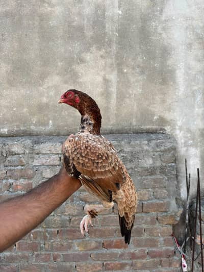 Mianwali aseel female