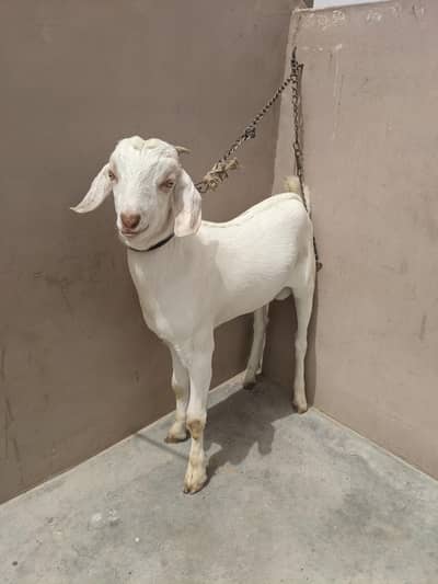 GULABI NUKHRA TEEDI TAPRA