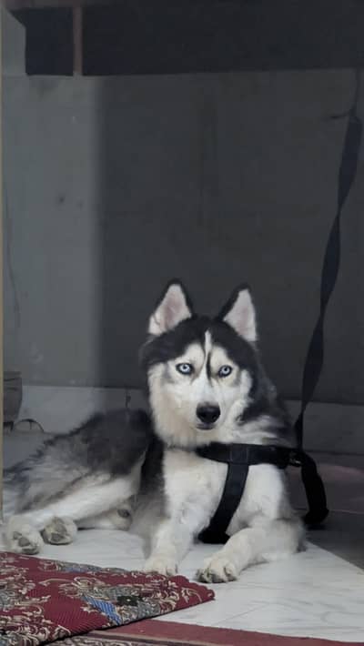 Army Trained Dog
