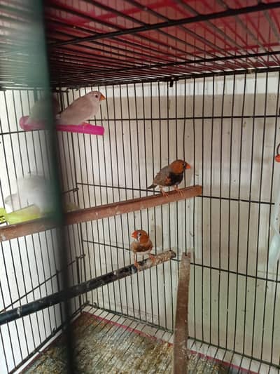 Exhibition Zebra finch mutations