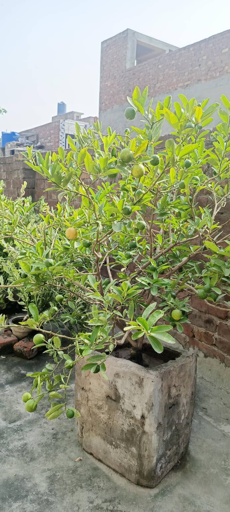 Different plants 1