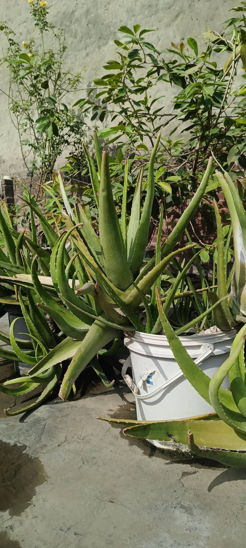 Different plants 2