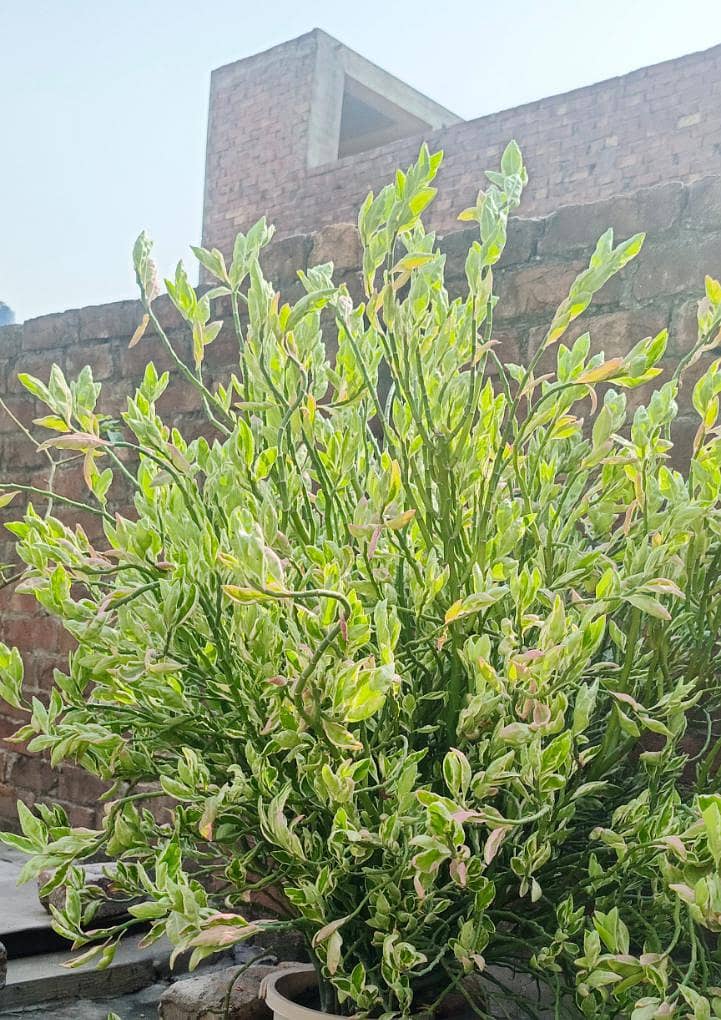 Different plants 3