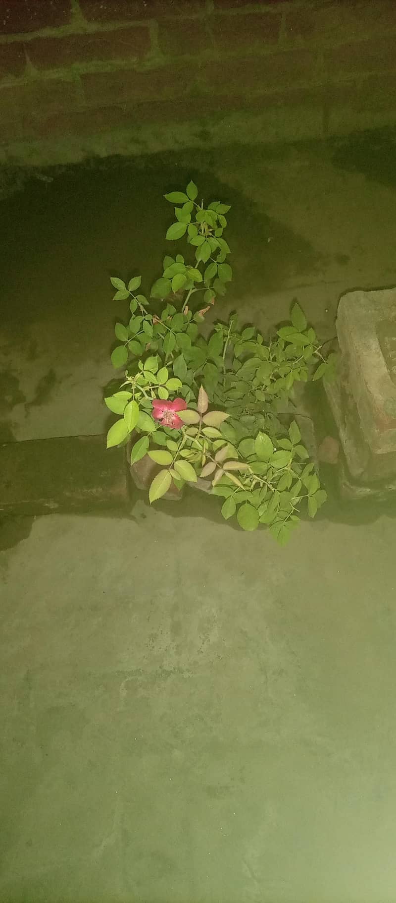 Different plants 4