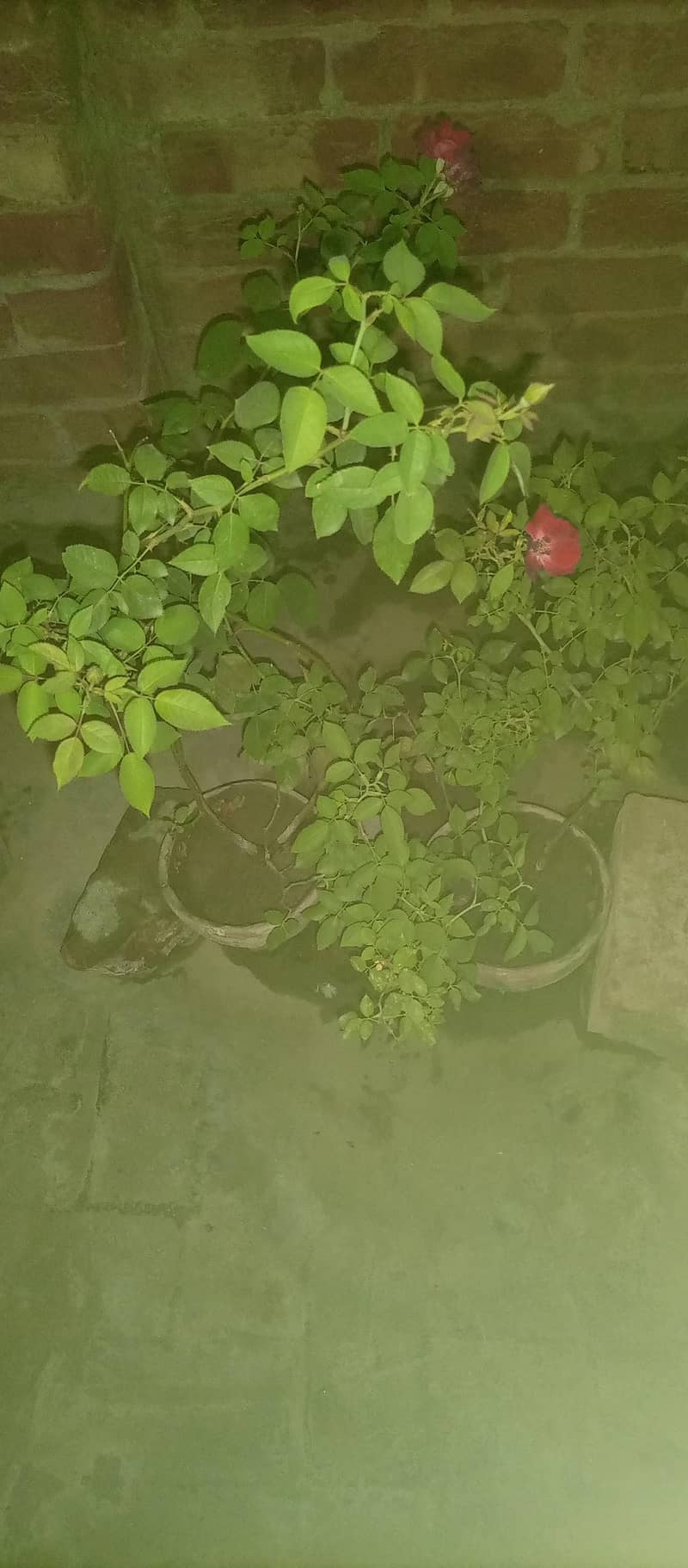 Different plants 5