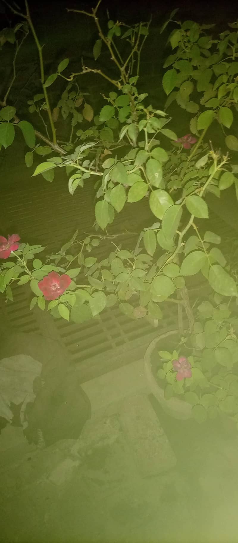 Different plants 6