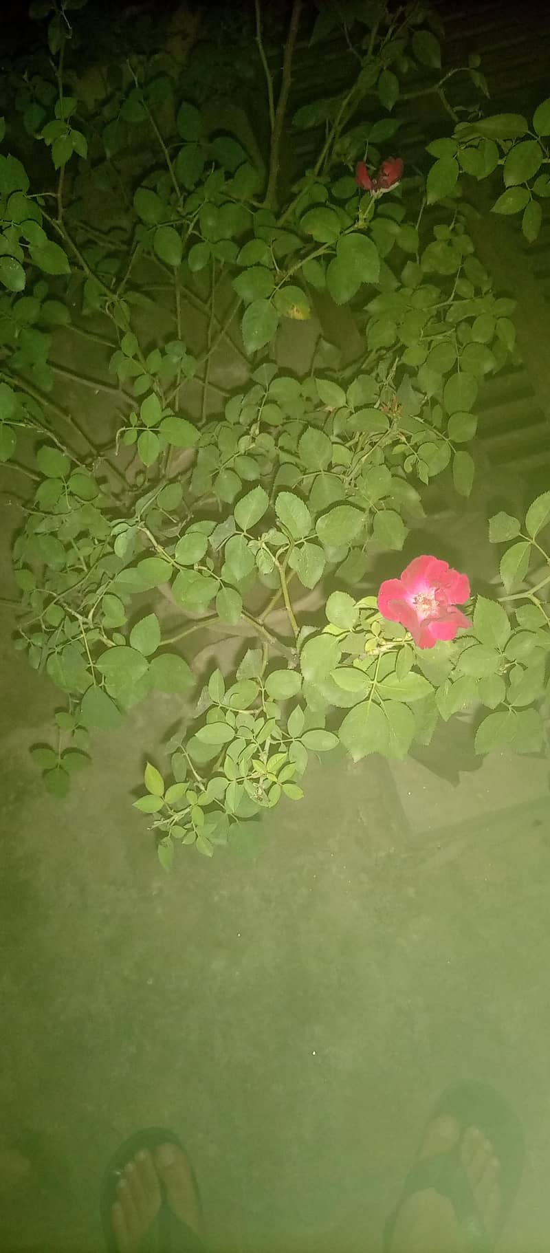 Different plants 7