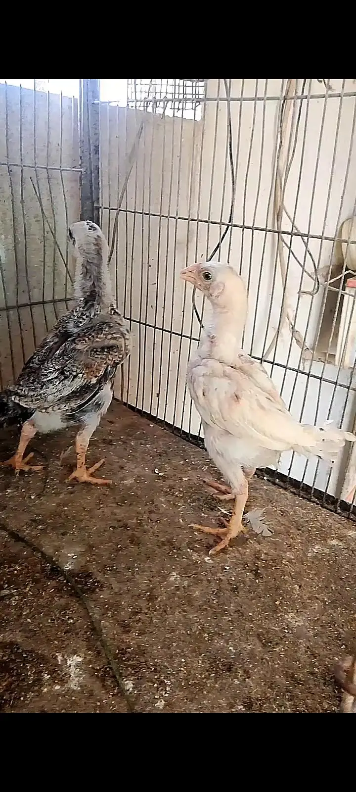 Parrot beak cross chicks — photo 2