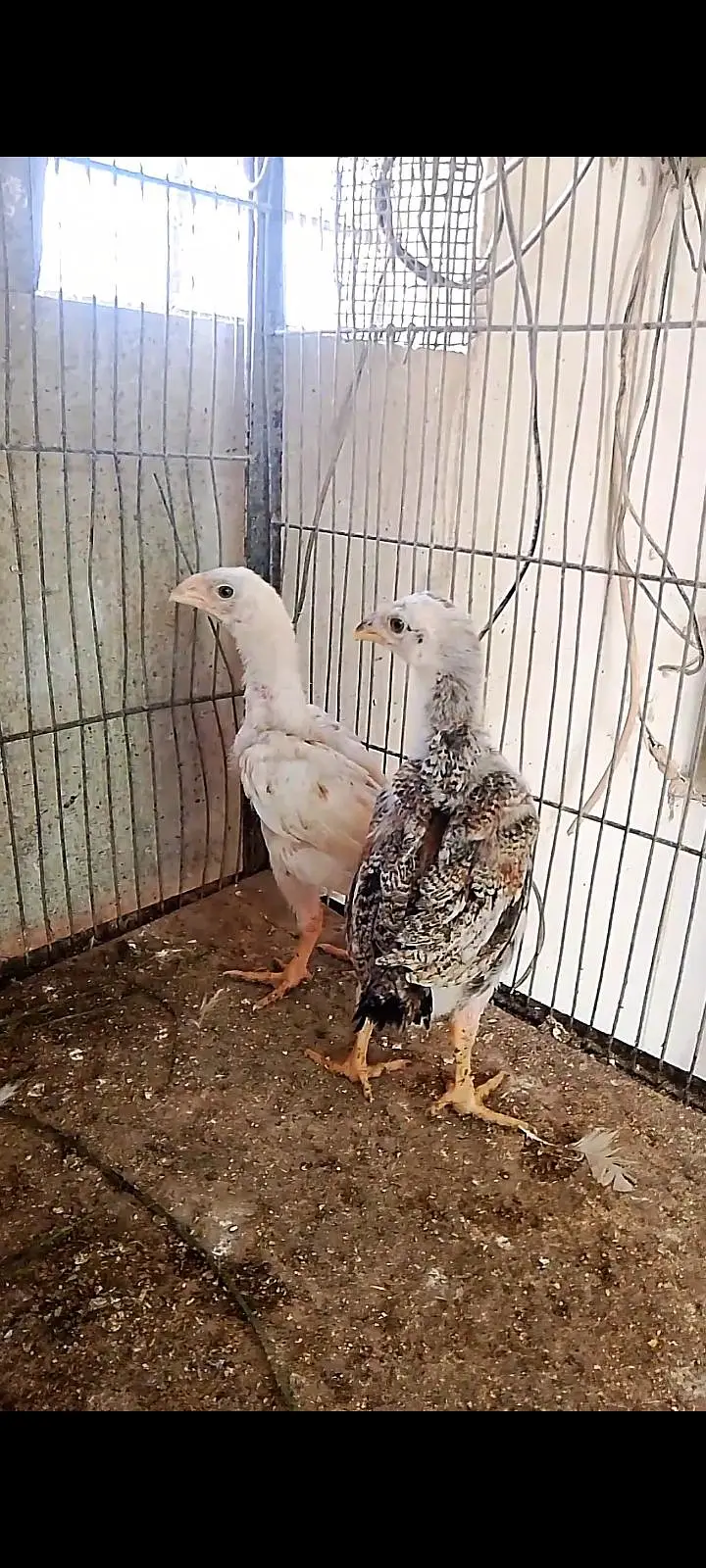 Parrot beak cross chicks — photo 3