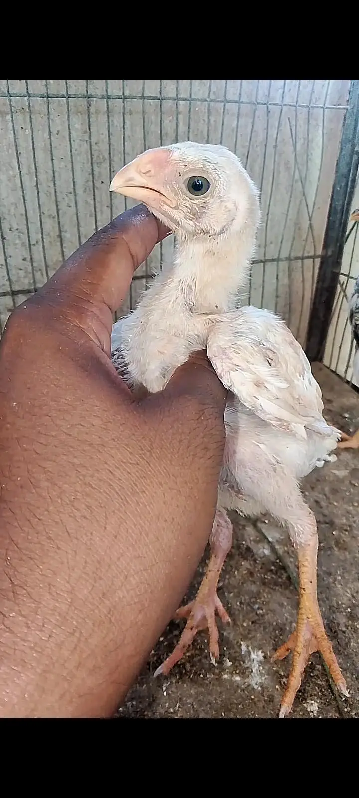 Parrot beak cross chicks — photo 4