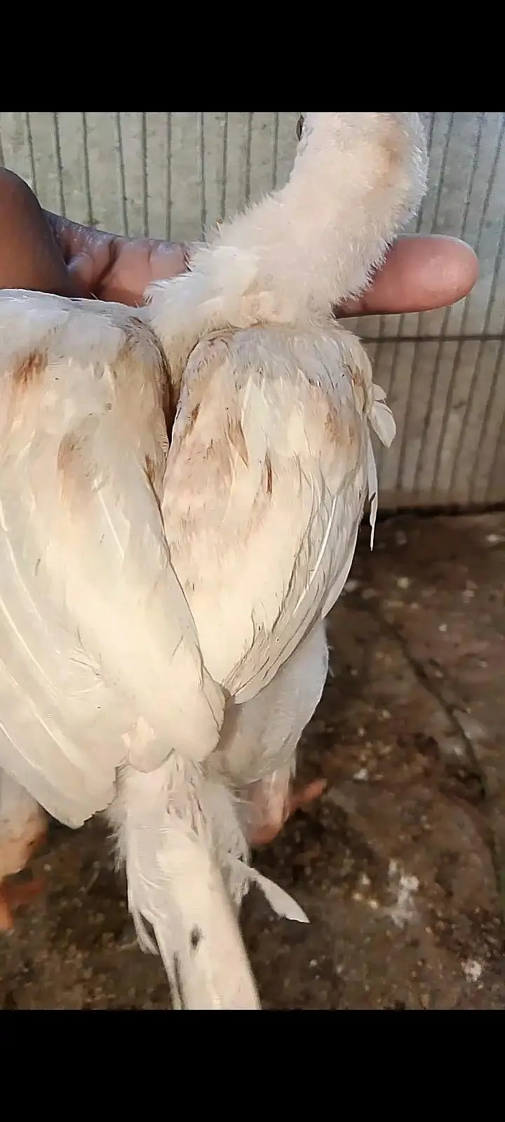 Parrot beak cross chicks — photo 5