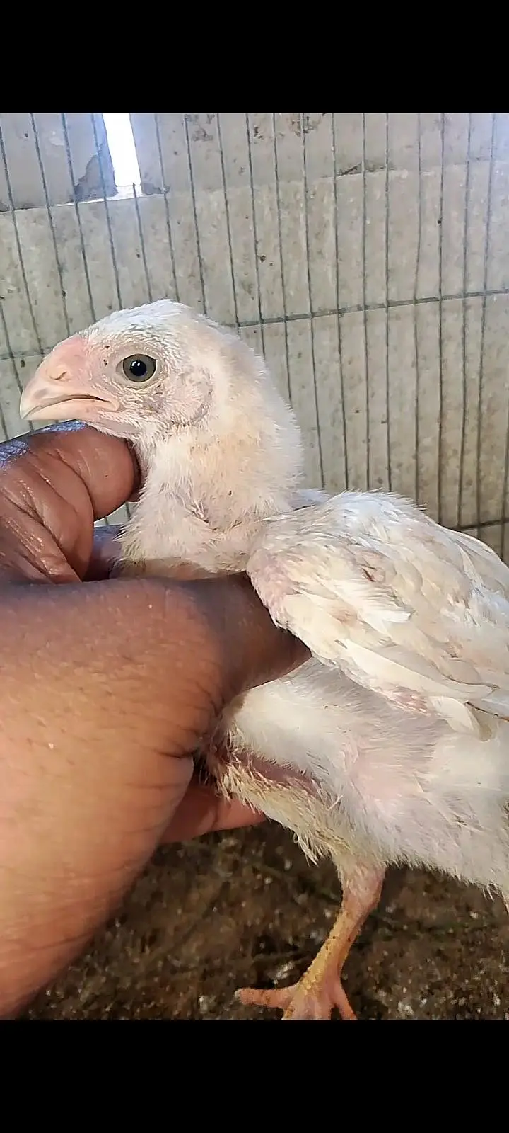 Parrot beak cross chicks — photo 6