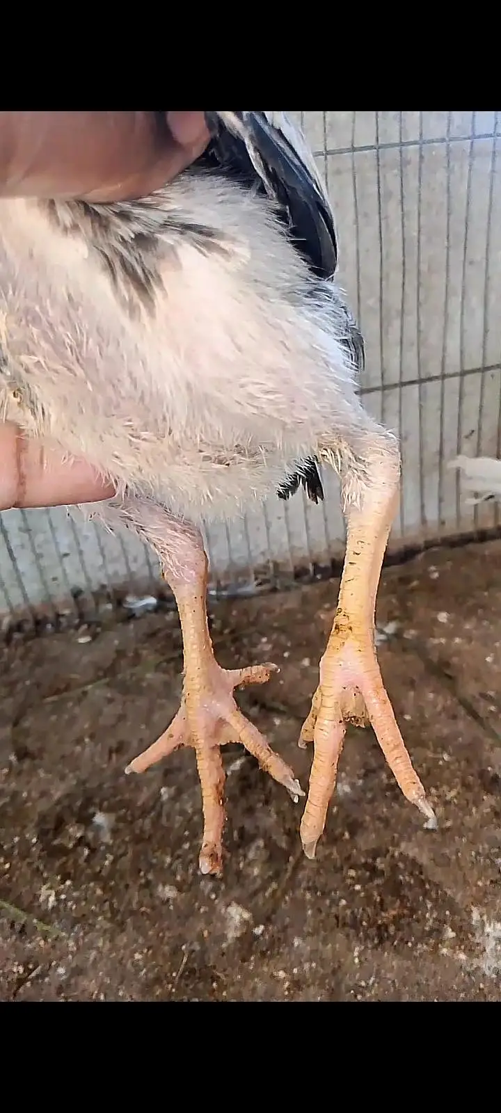 Parrot beak cross chicks — photo 9