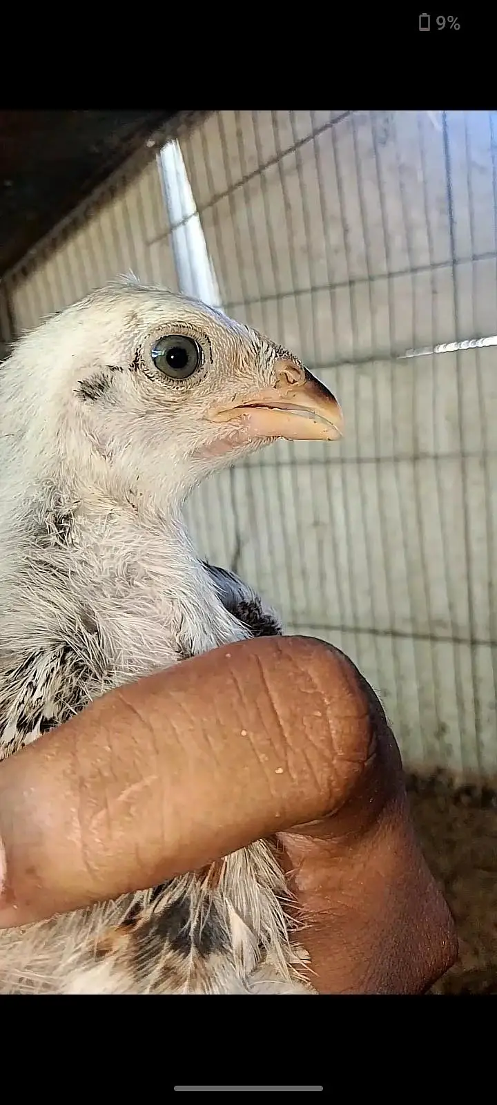 Parrot beak cross chicks — photo 10