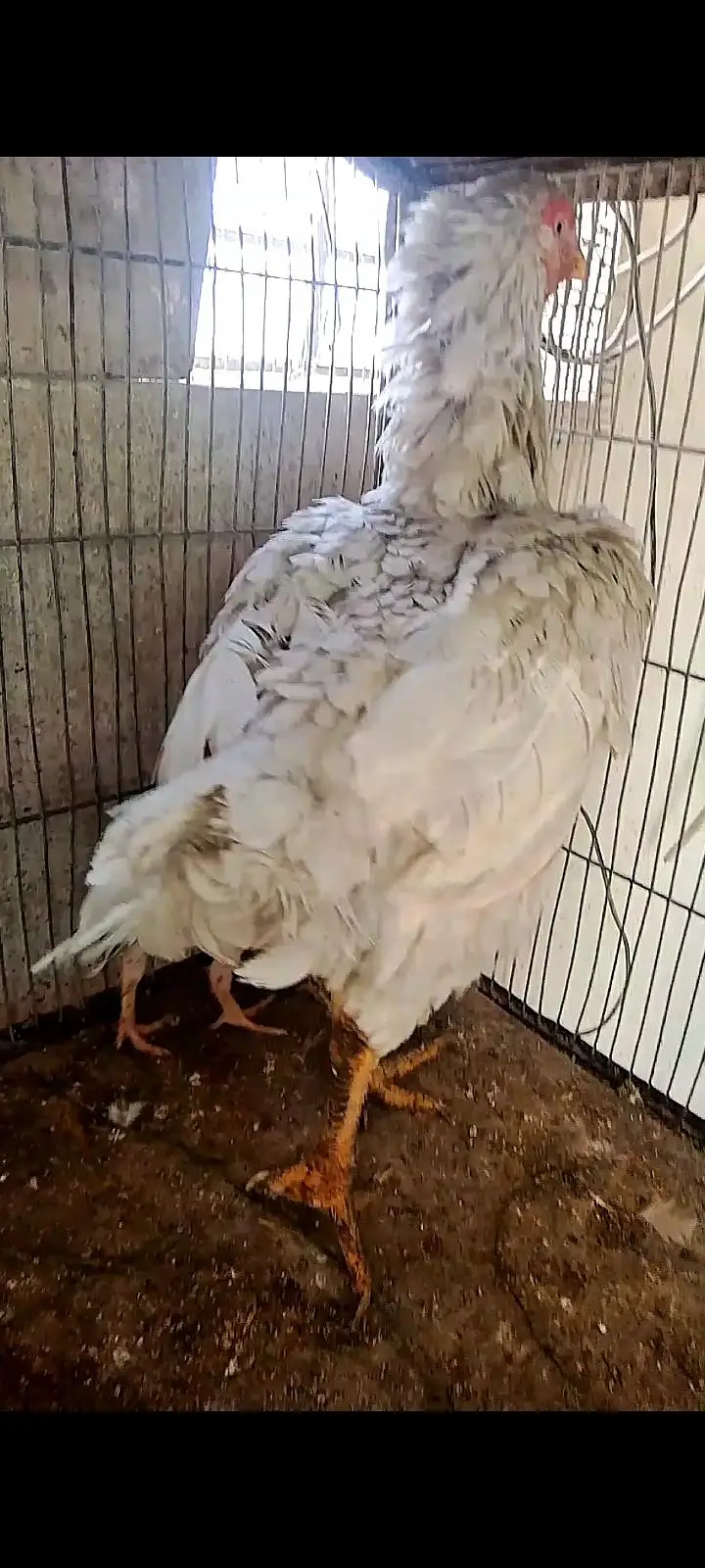 Parrot beak cross chicks — photo 11