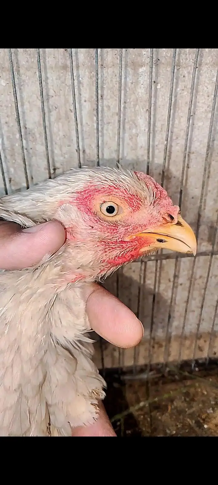 Parrot beak cross chicks — photo 12