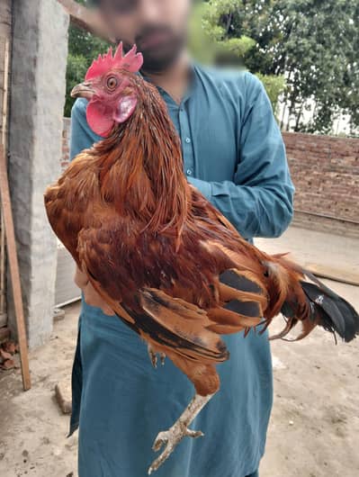 Golden Misri pairs