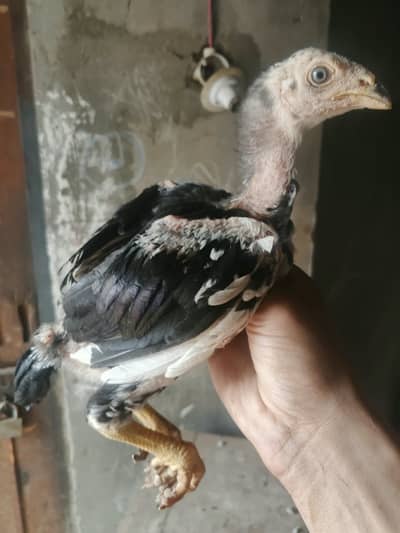 Chicks (Father Lassani Aseel choras nali 4x win)
