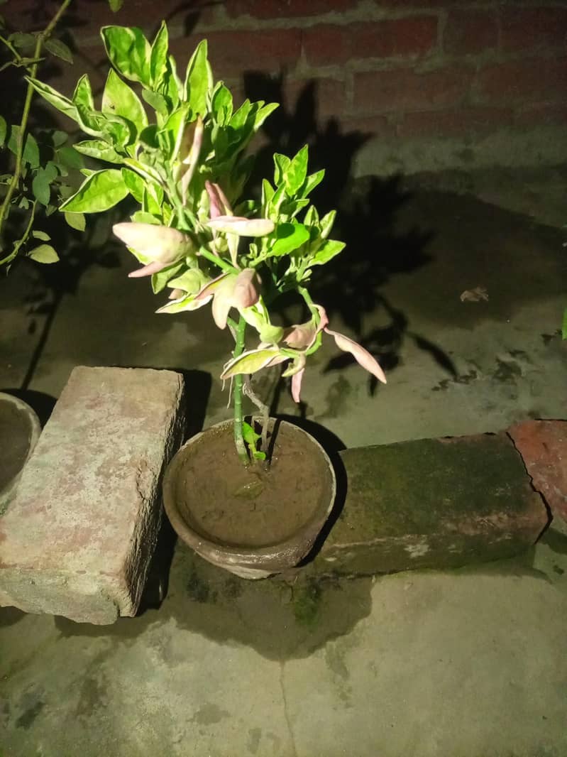 Different plants 8