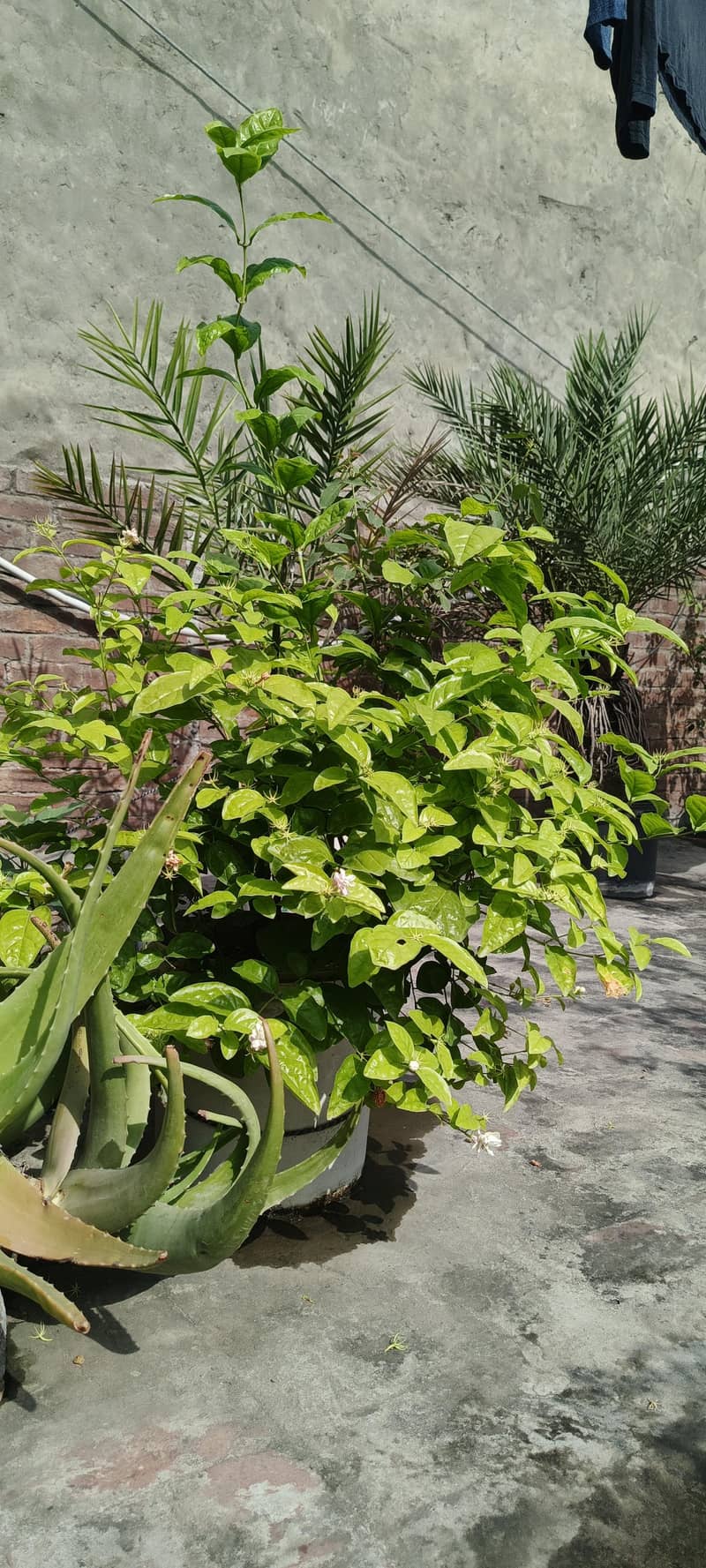 Different plants 9