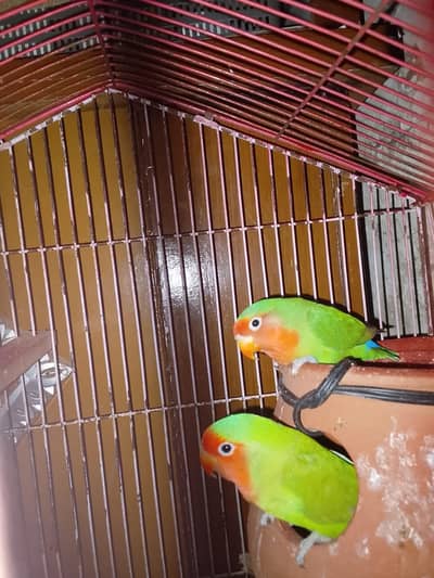 love bird with cage