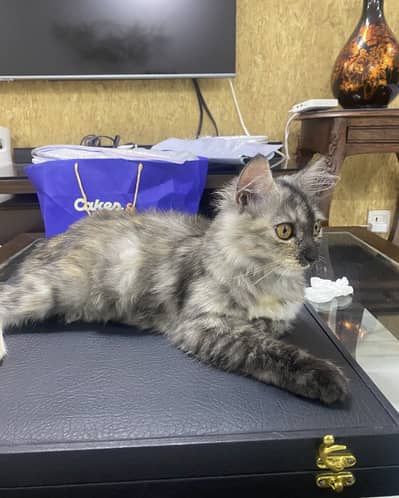 Grey Persian cat