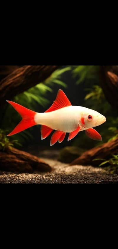 Fish and aquarium Munseeb price 03268301979