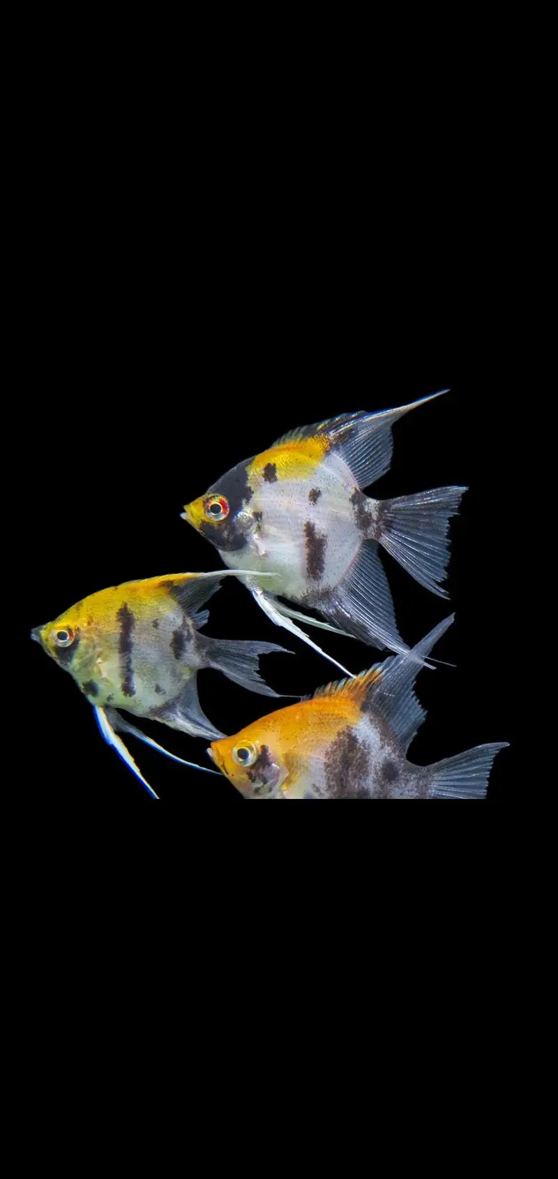 Fish and aquarium Munseeb price 03268301979 — photo 2