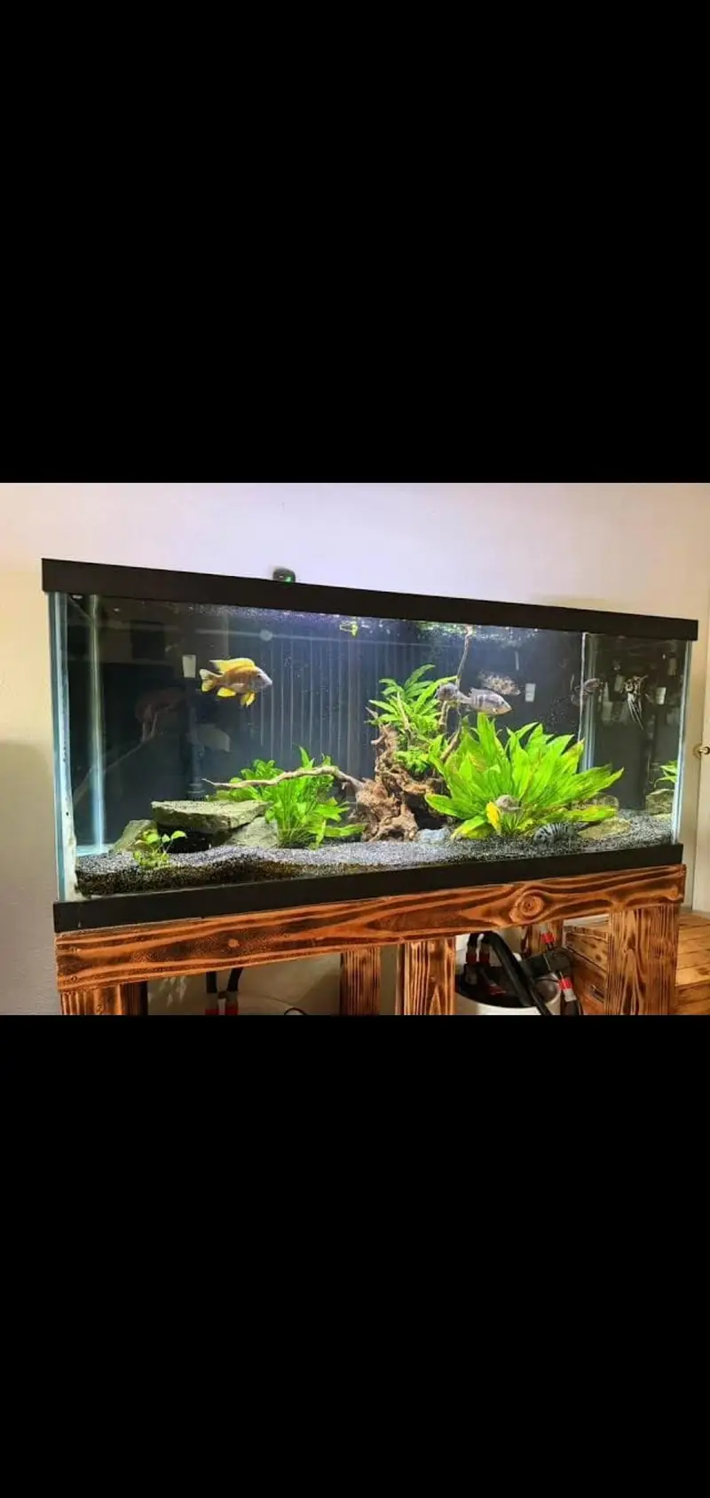 Fish and aquarium Munseeb price 03268301979 — photo 3