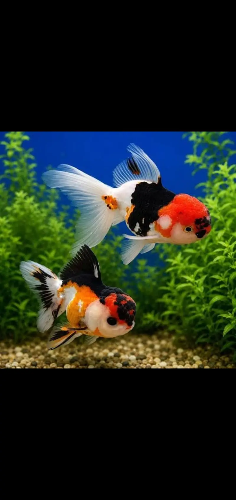 Fish and aquarium Munseeb price 03268301979 — photo 4