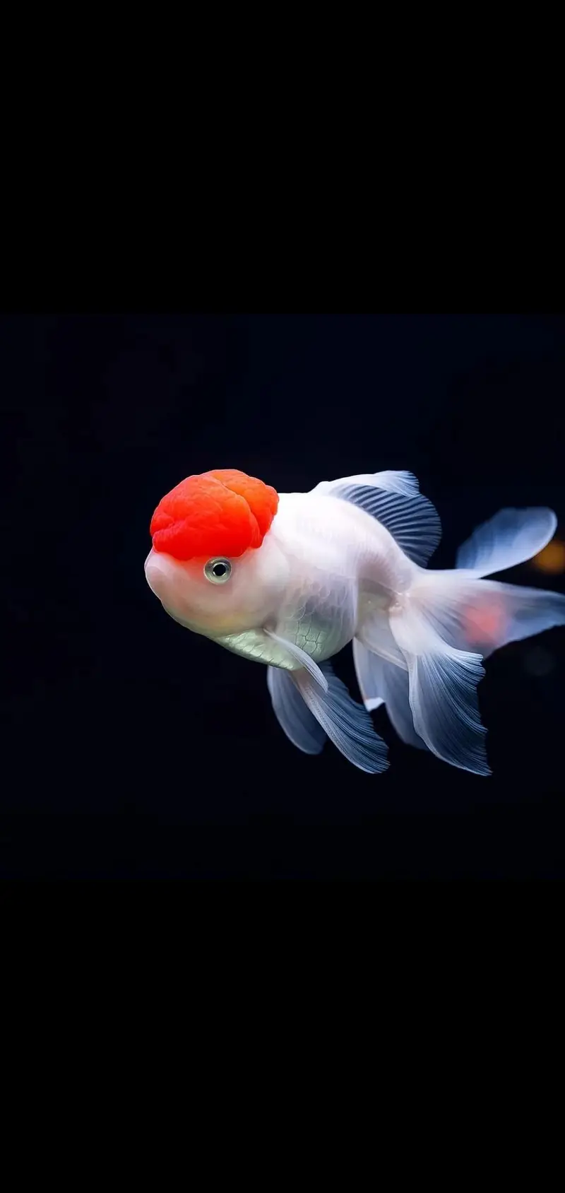 Fish and aquarium Munseeb price 03268301979 — photo 5