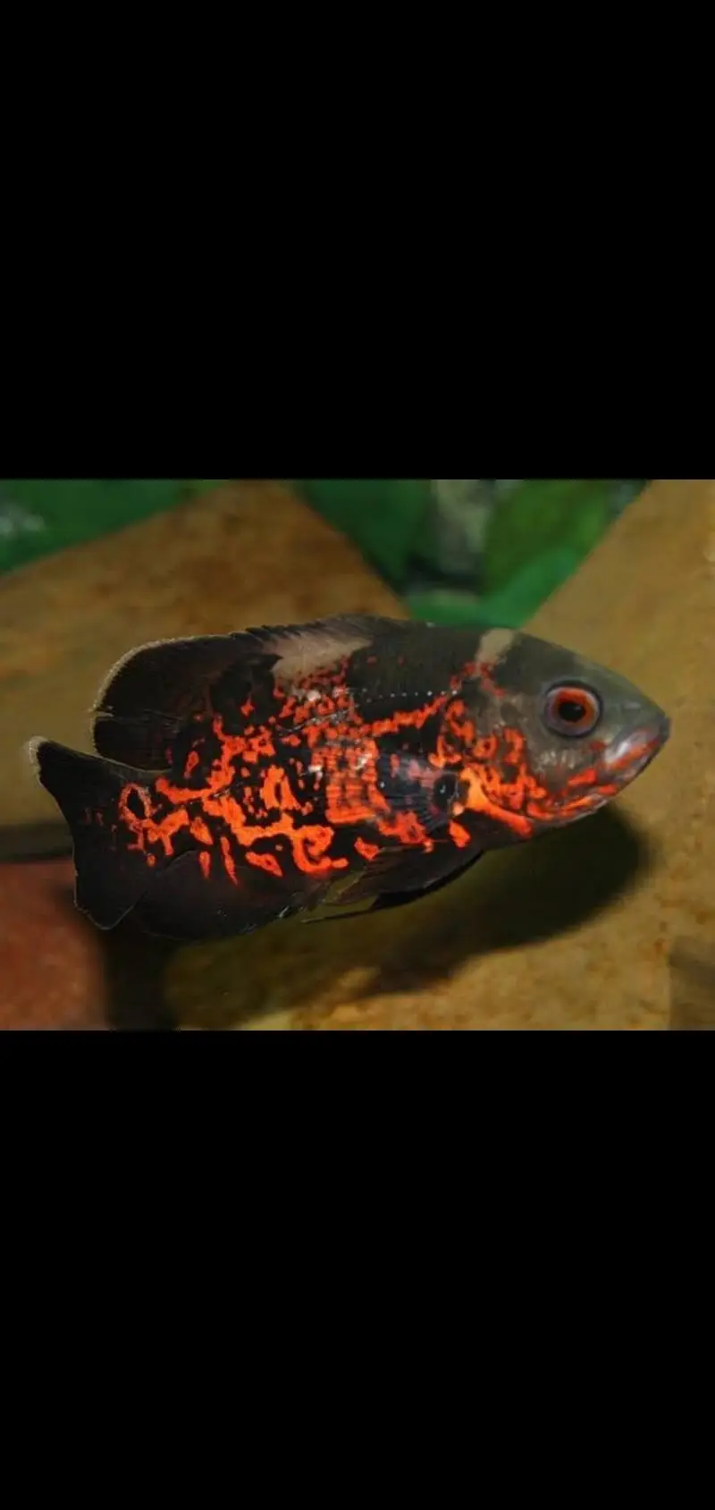 Fish and aquarium Munseeb price 03268301979 — photo 6