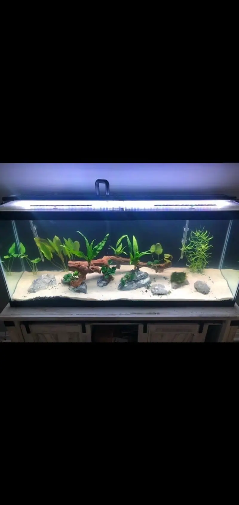 Fish and aquarium Munseeb price 03268301979 — photo 7