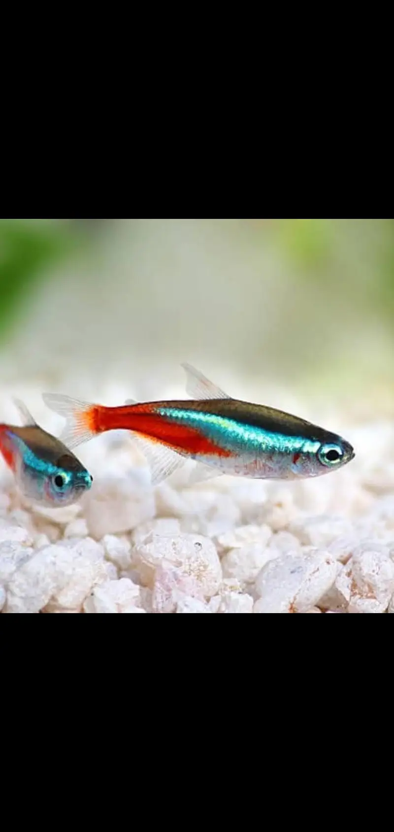 Fish and aquarium Munseeb price 03268301979 — photo 8