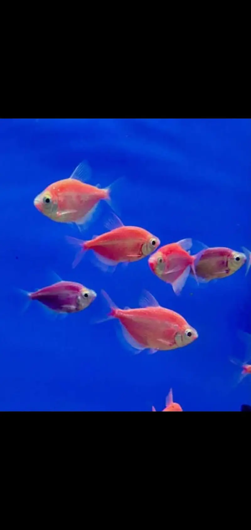 Fish and aquarium Munseeb price 03268301979 — photo 9