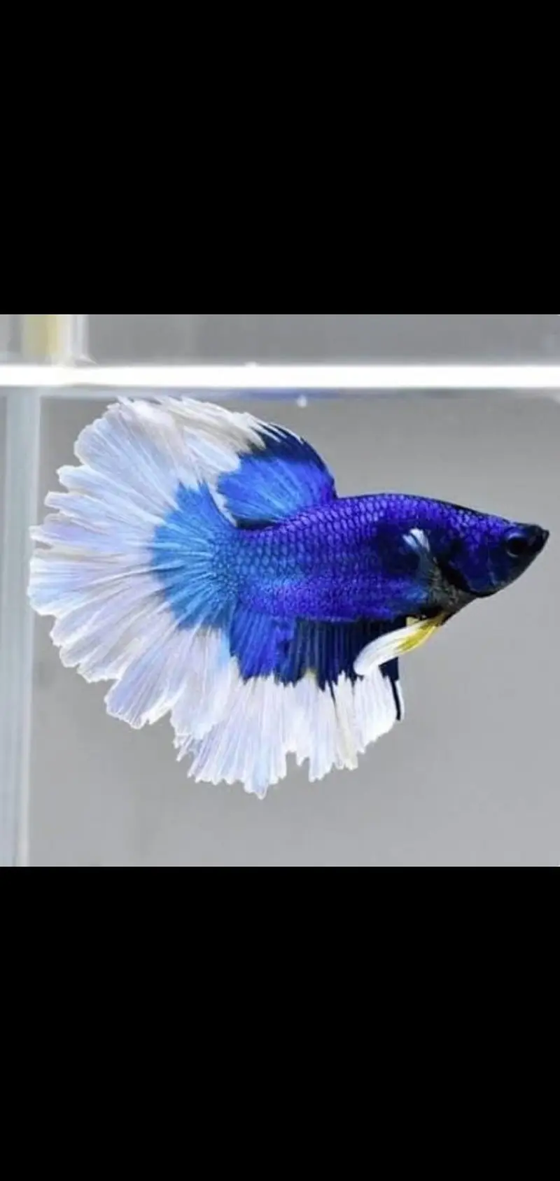 Fish and aquarium Munseeb price 03268301979 — photo 10