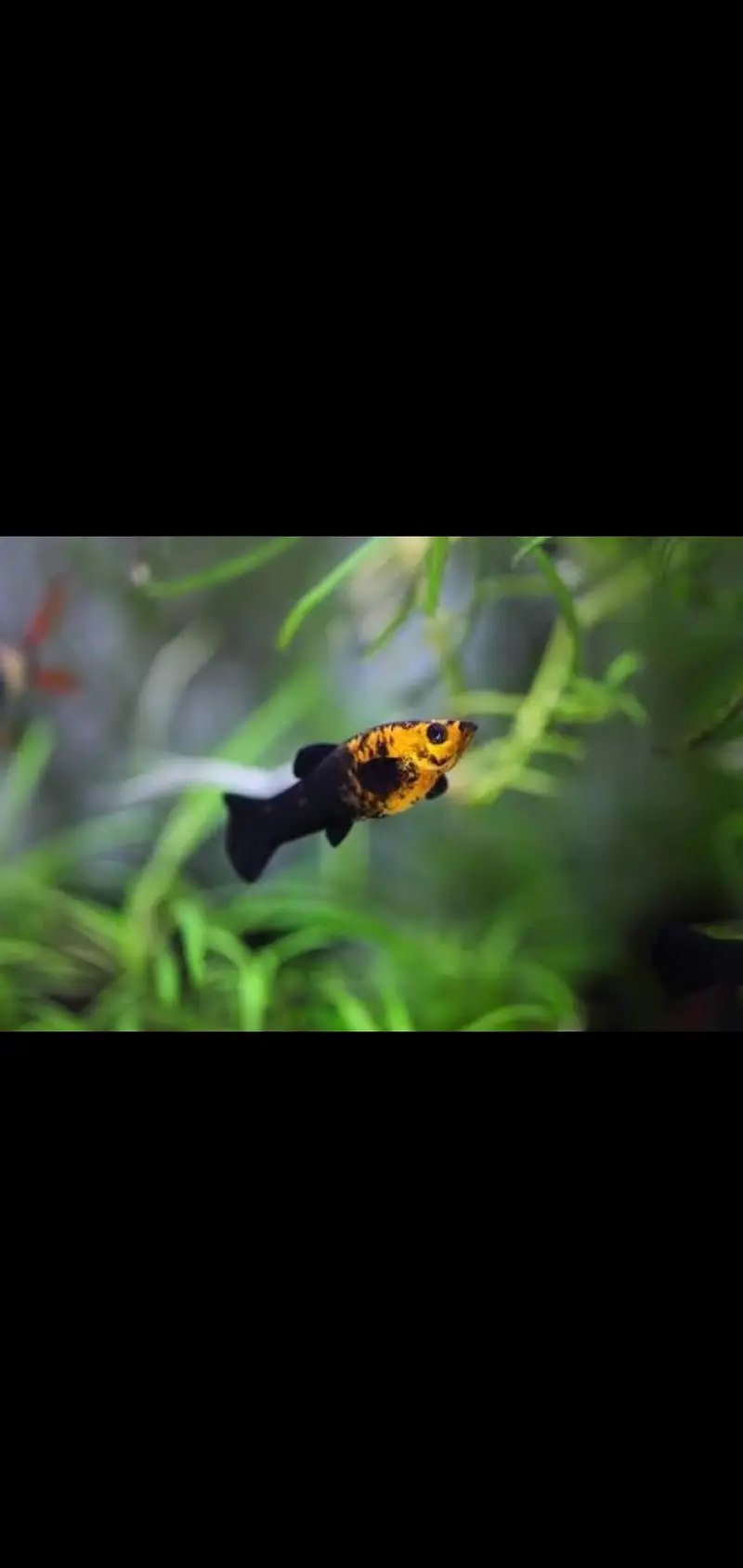 Fish and aquarium Munseeb price 03268301979 — photo 11