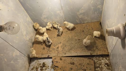 Colombians bantom chicks for sale