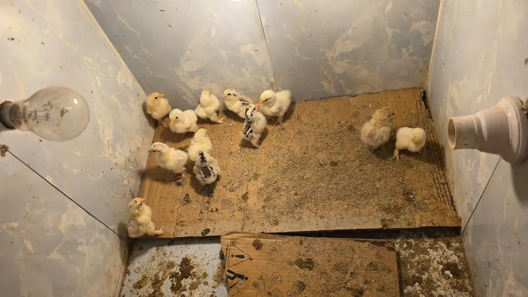 Colombians bantom chicks for sale — photo 2