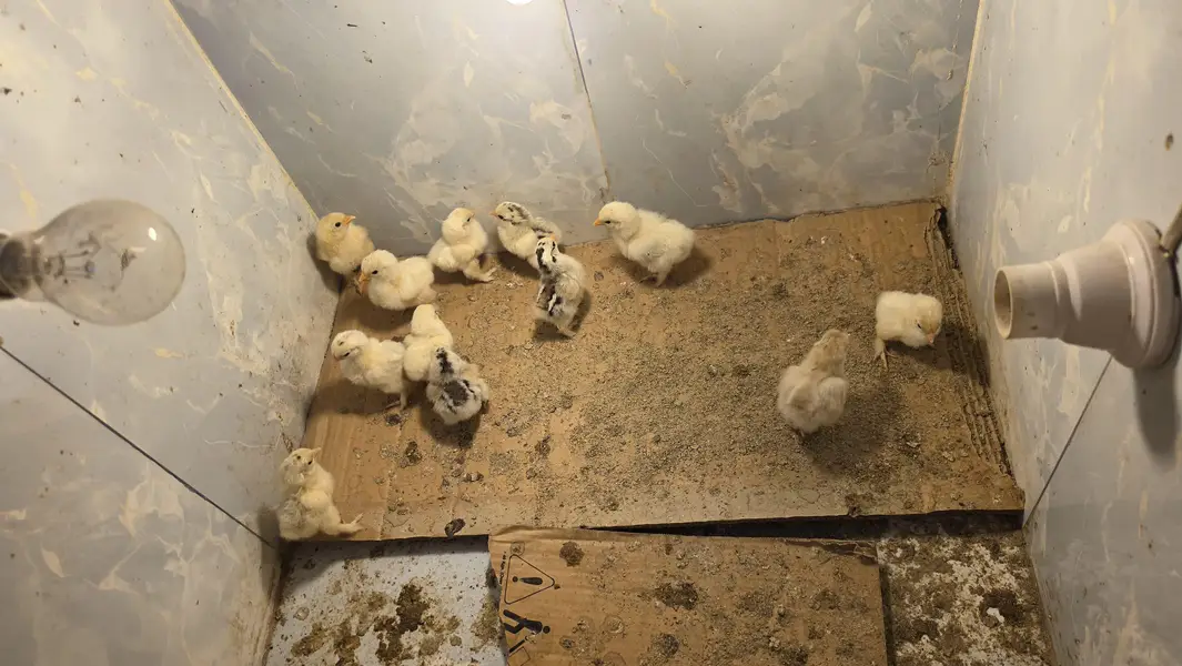 Colombians bantom chicks for sale — photo 3