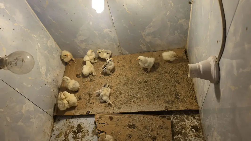 Colombians bantom chicks for sale — photo 5