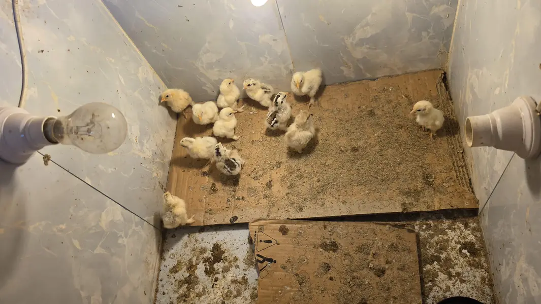Colombians bantom chicks for sale — photo 7