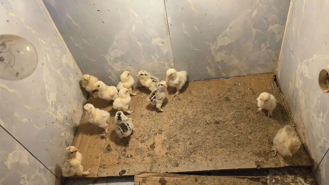 Colombians bantom chicks for sale — photo 8