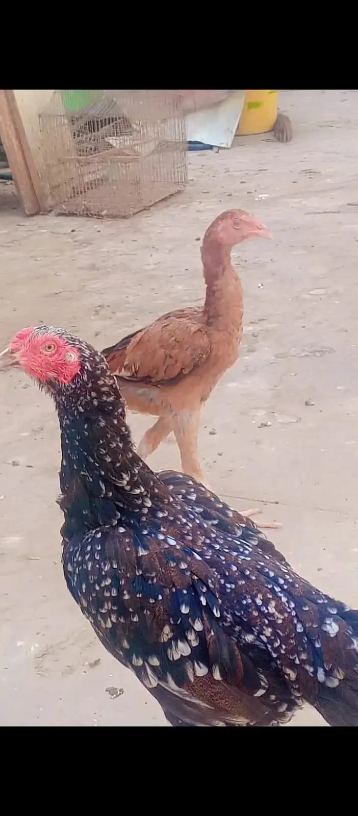 high quality aseel females — photo 7
