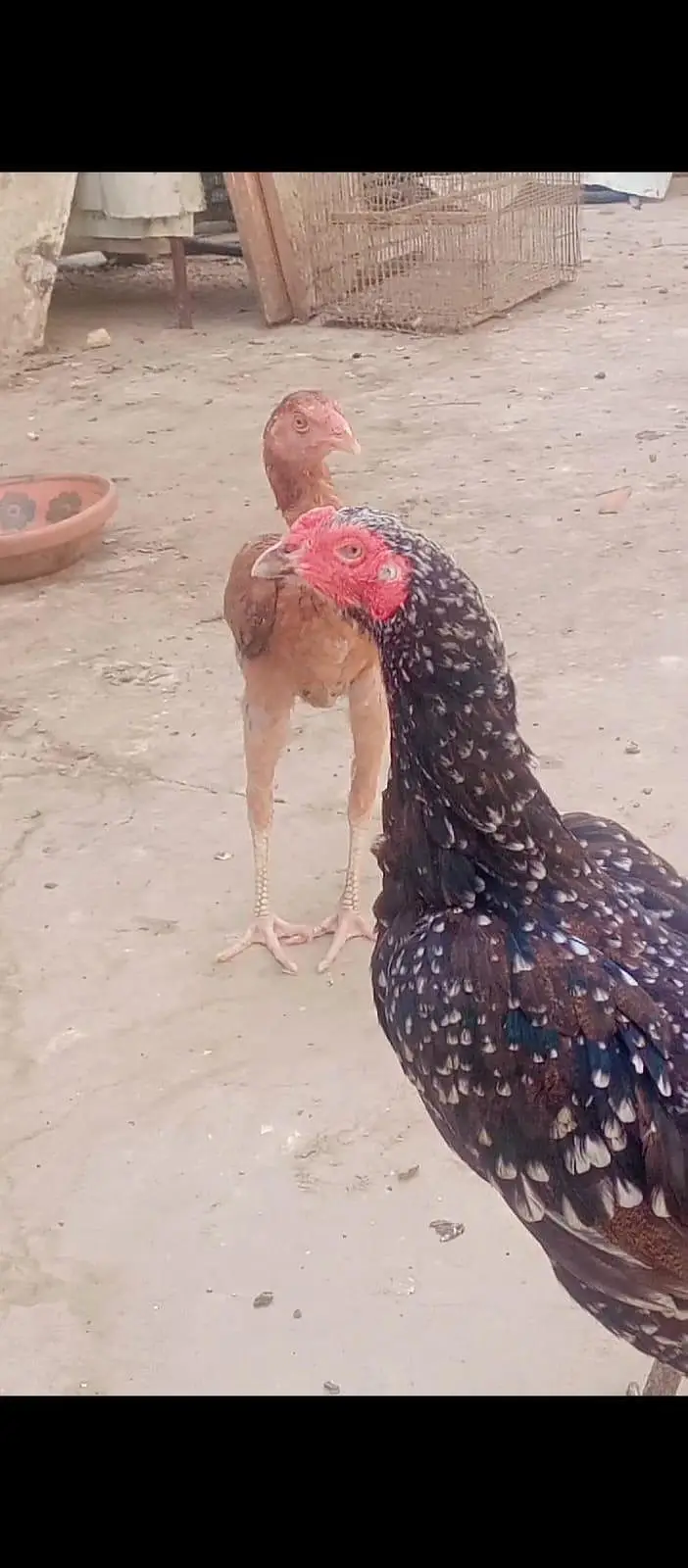 high quality aseel females — photo 8