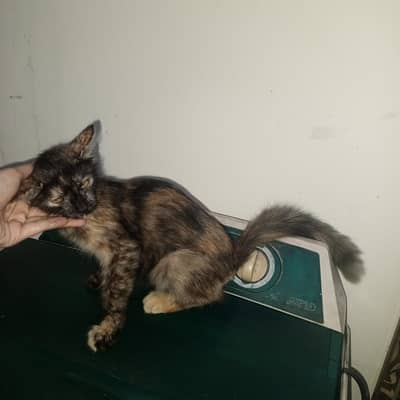 single coated Persian cat