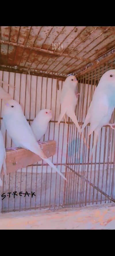 bajri pair & Dakhni teeter