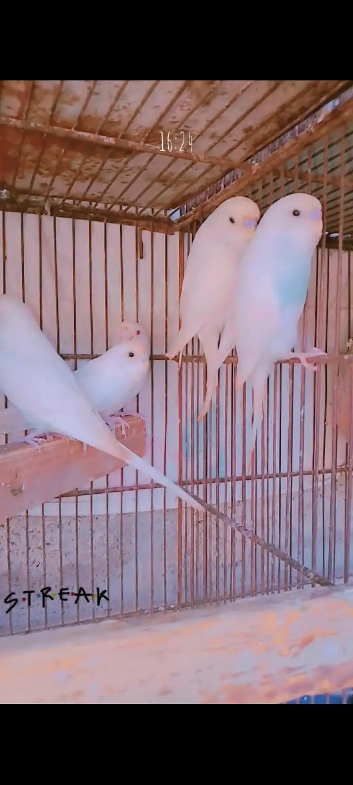 Albino bajri — photo 2